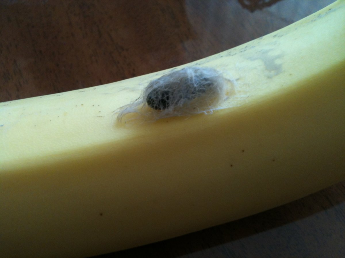 Паук золотой Ткач