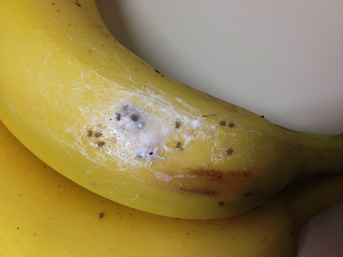 Банановый паук