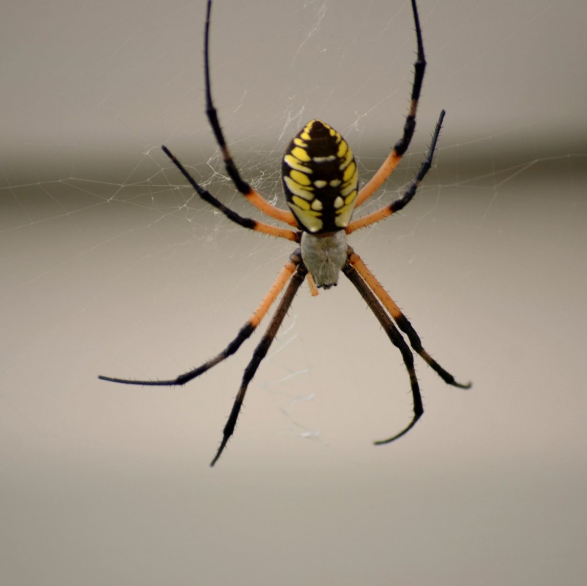 Бразильский блуждающий паук укус