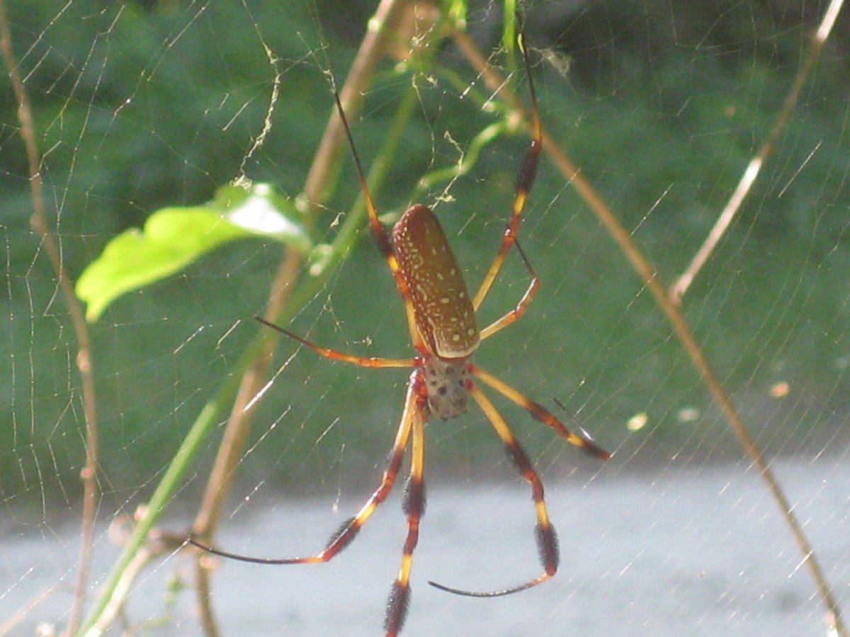Флоридский паук