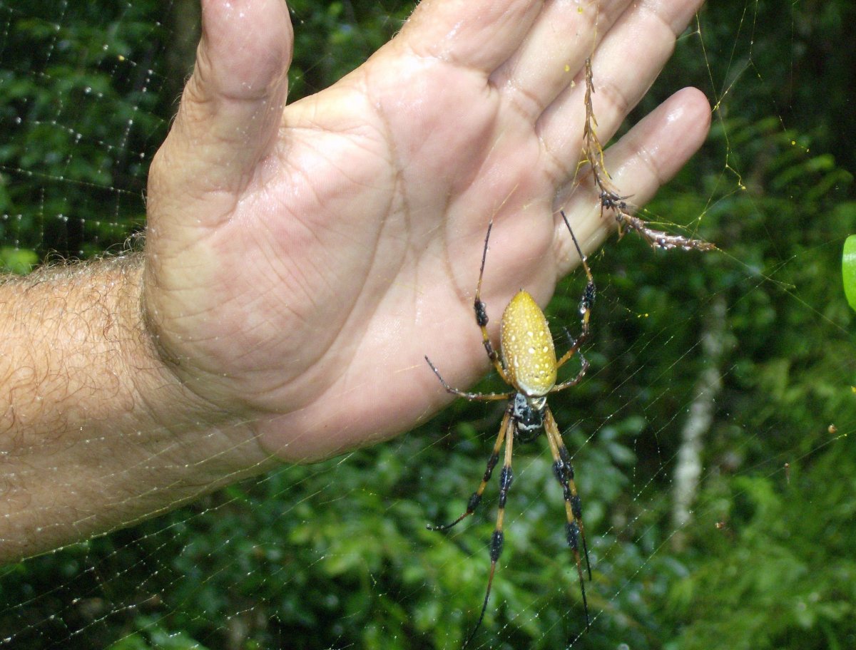 Банановый паук в россии