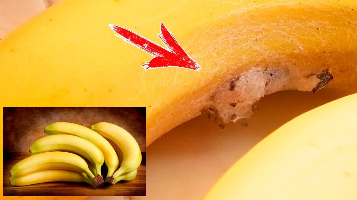 Бразильски1 банановый паук