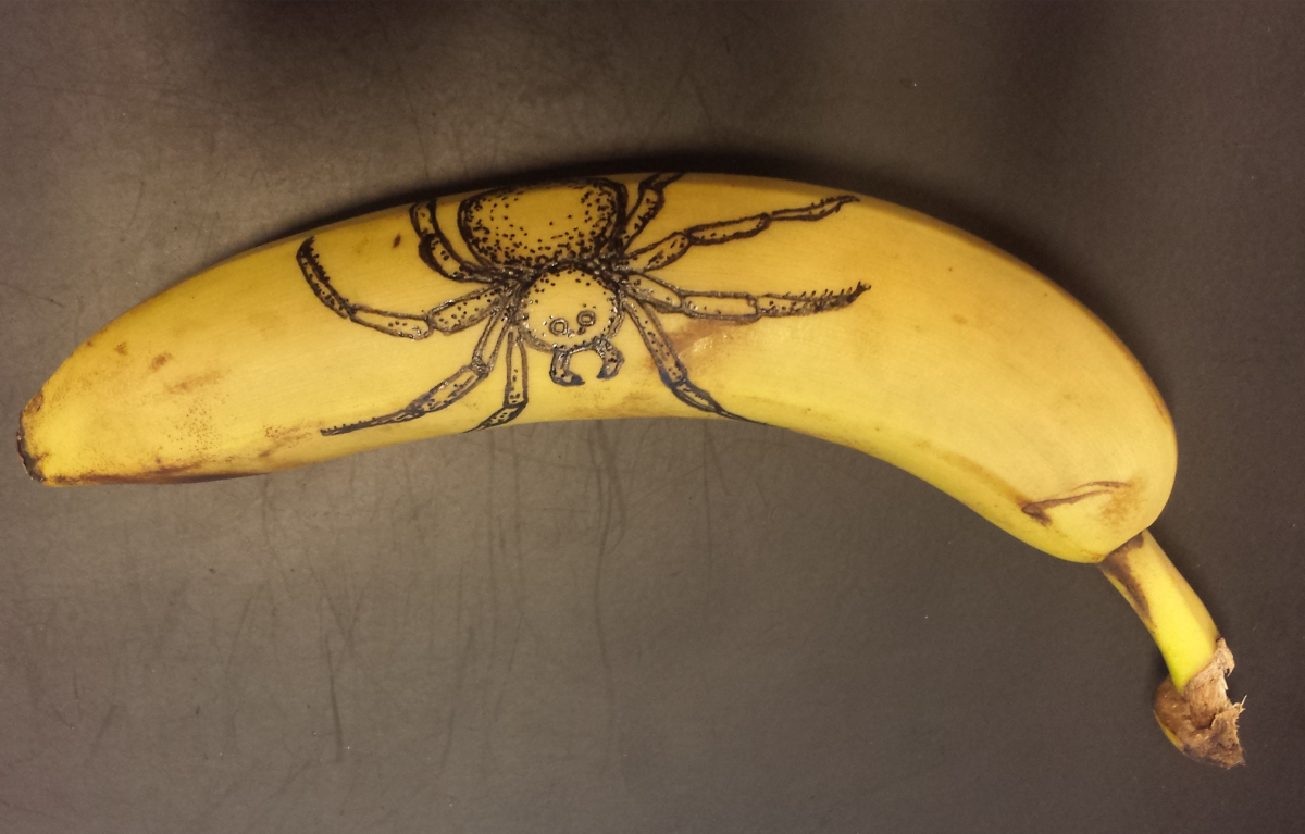 Бразильский банановый паук кругопряд