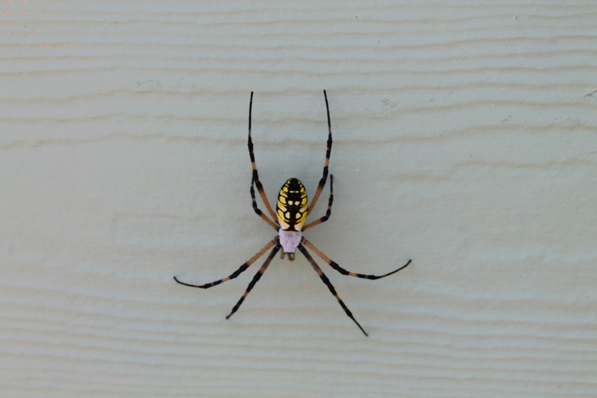 Бразильский банановый паук кругопряд