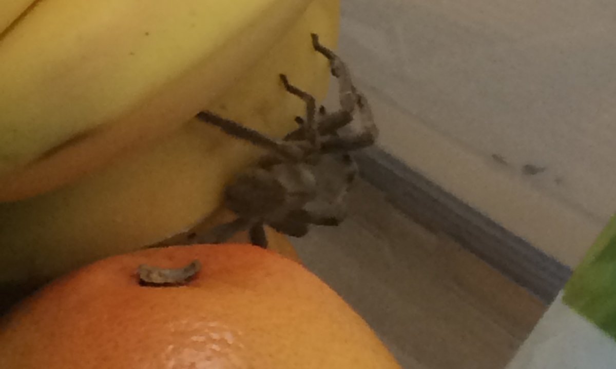 A Tarantula eating a Banana