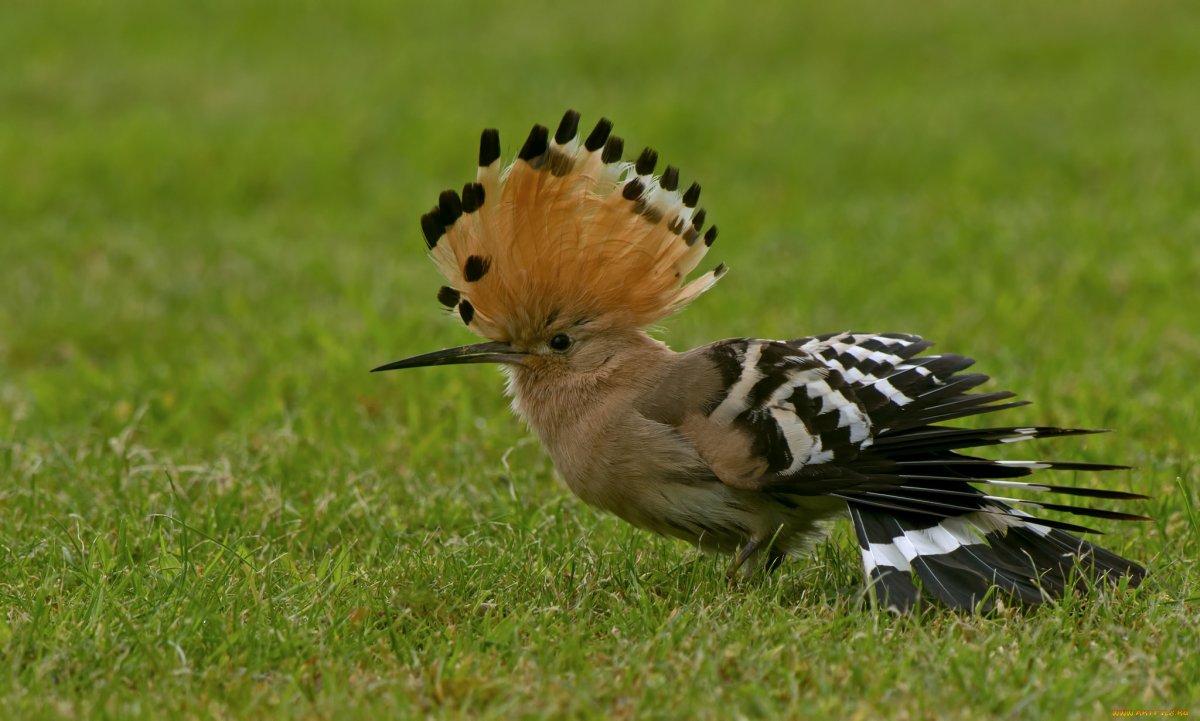 Красивая птичка с хохолком