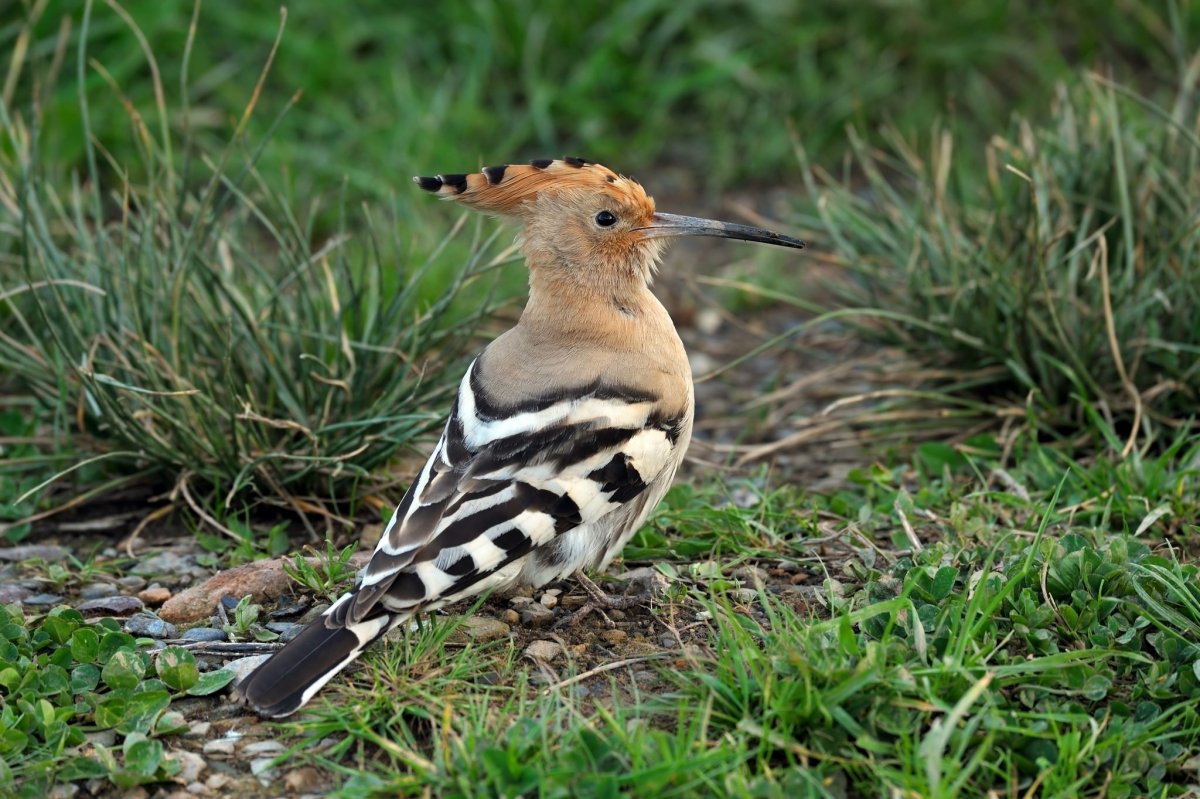 Турако с красным хвостом