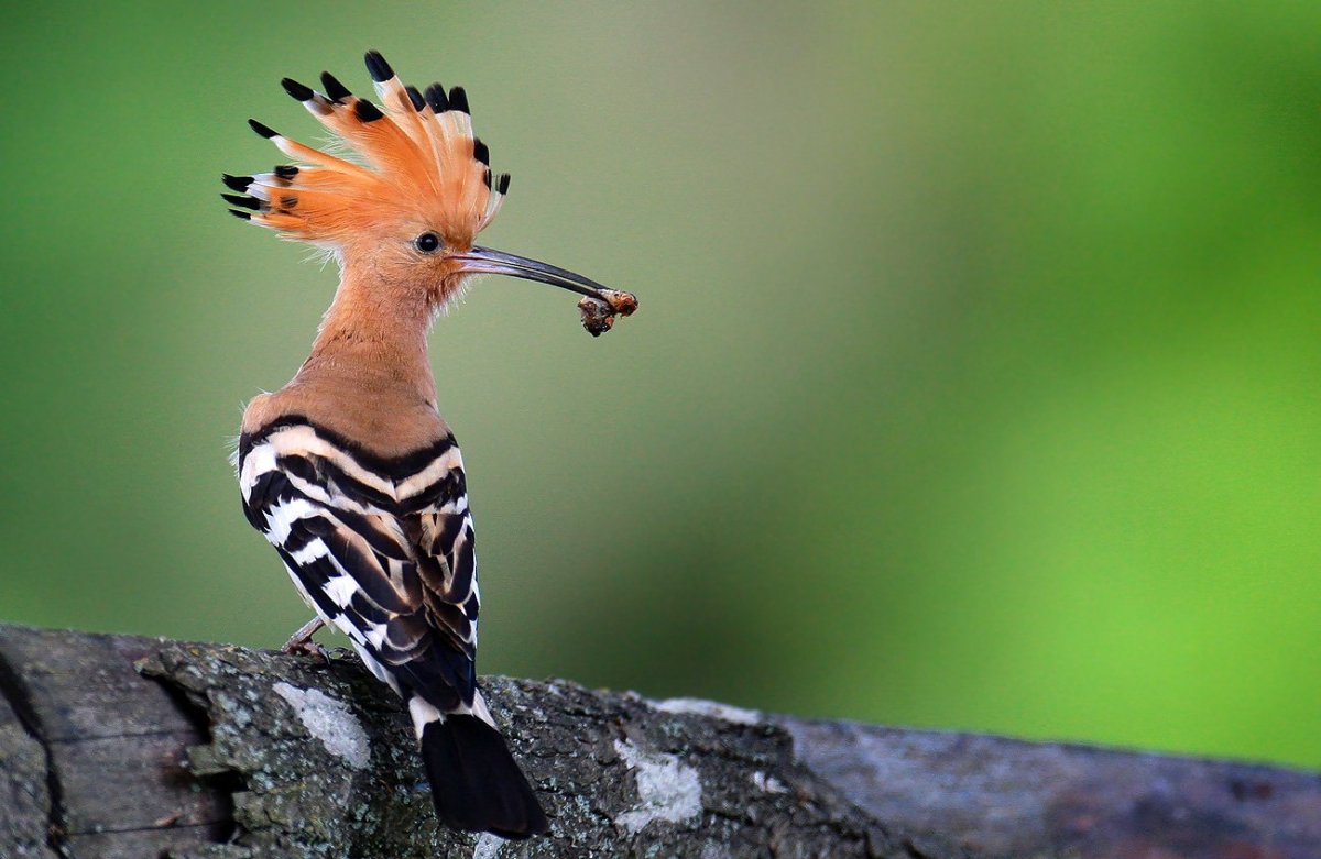 Удод (Upupa Epops)