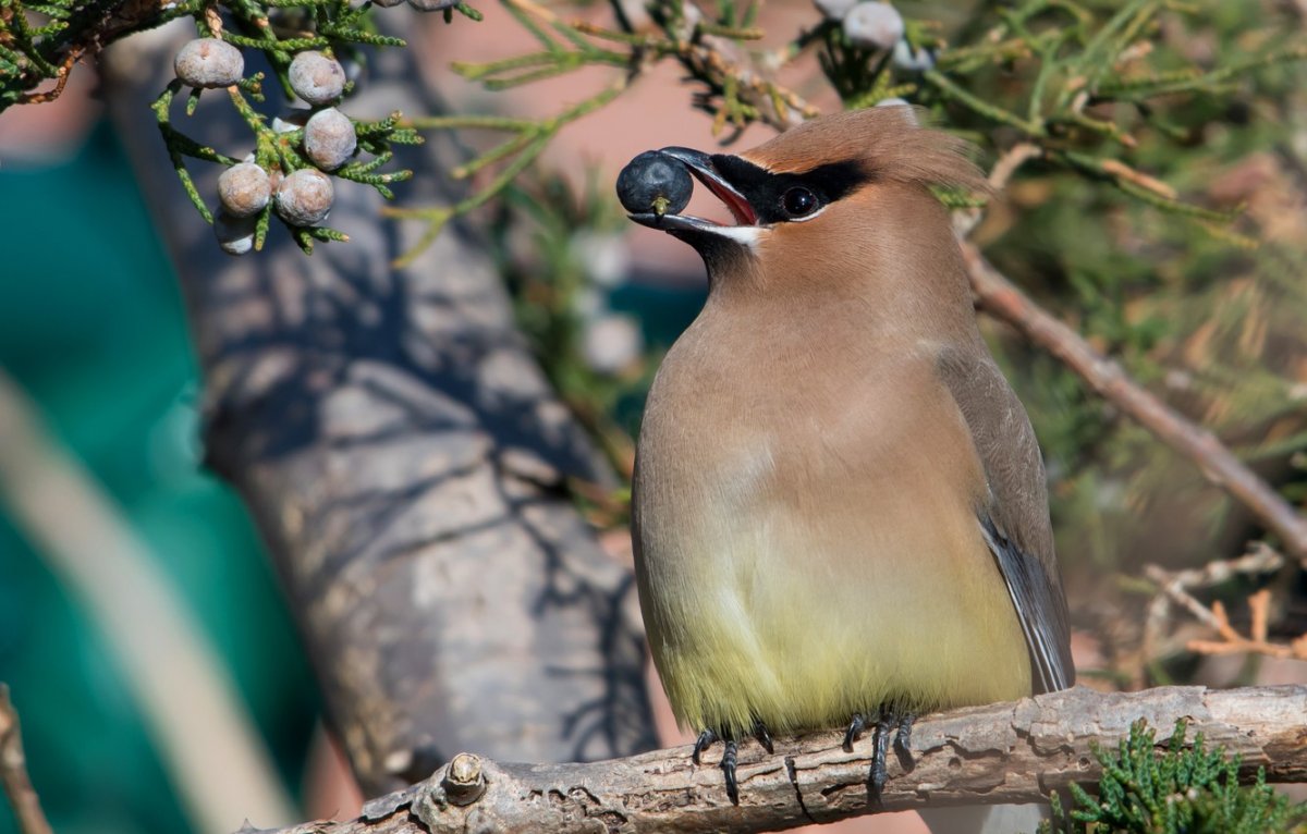 Синица хохлатая птица