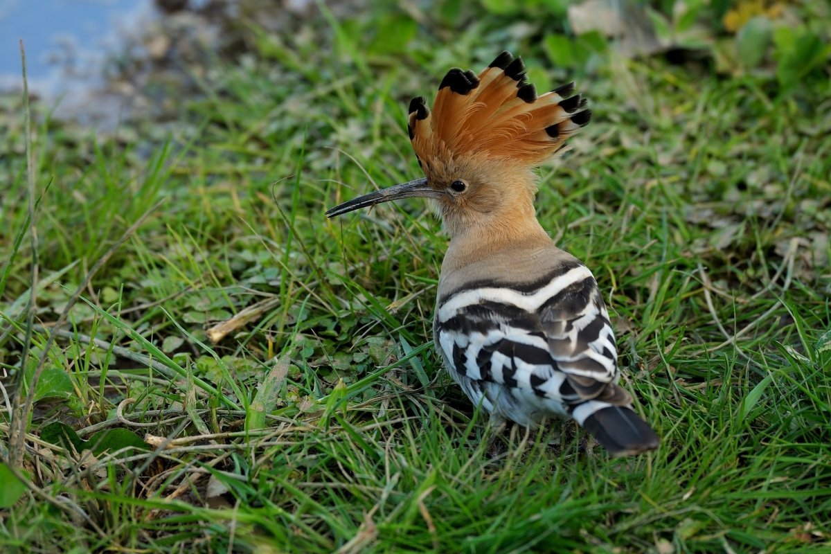 Птицы с хохолком на голове