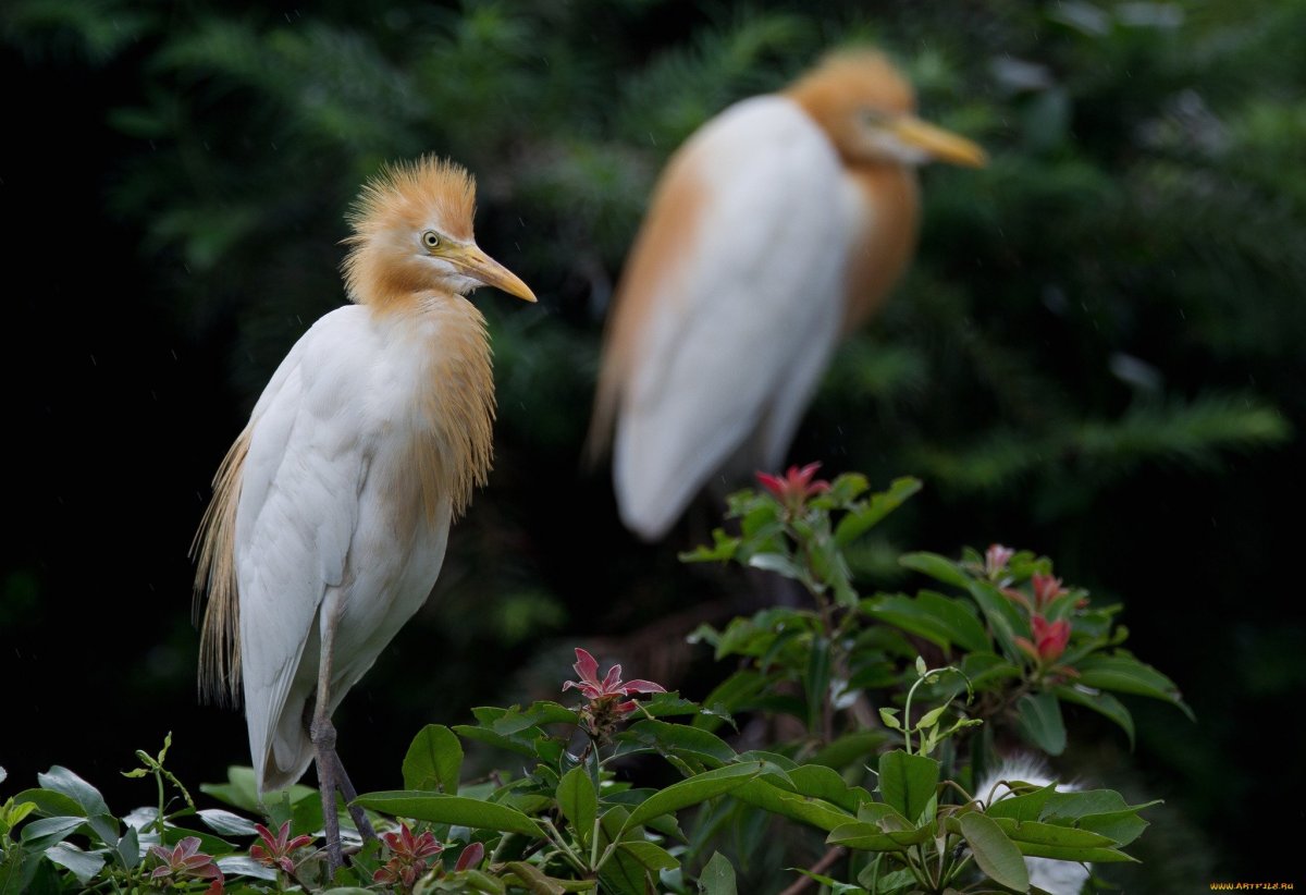 Попугай Какаду