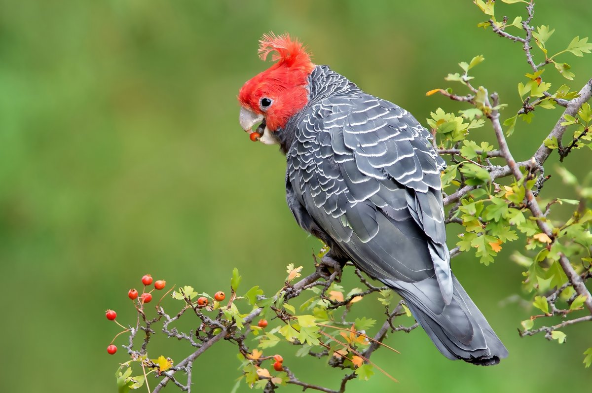 Балийский скворец майна