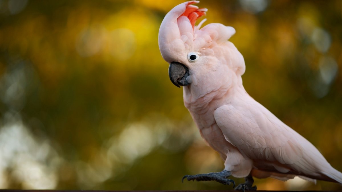 Дрозд свиристель Крымский