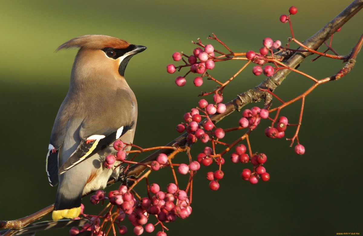 Мадагаскарский Удод