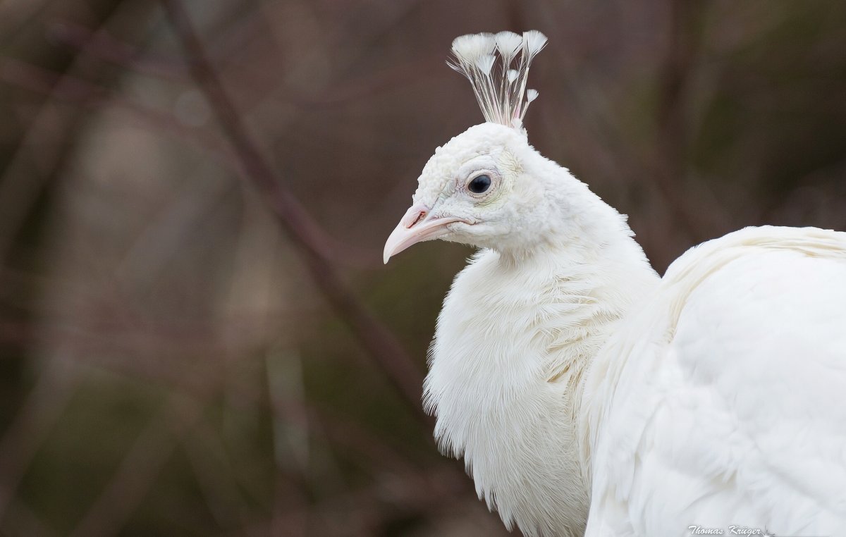 Птица с бирюзовым хохолком