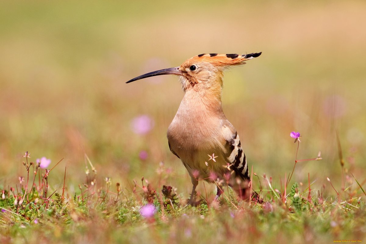 Хохлатая свиристель