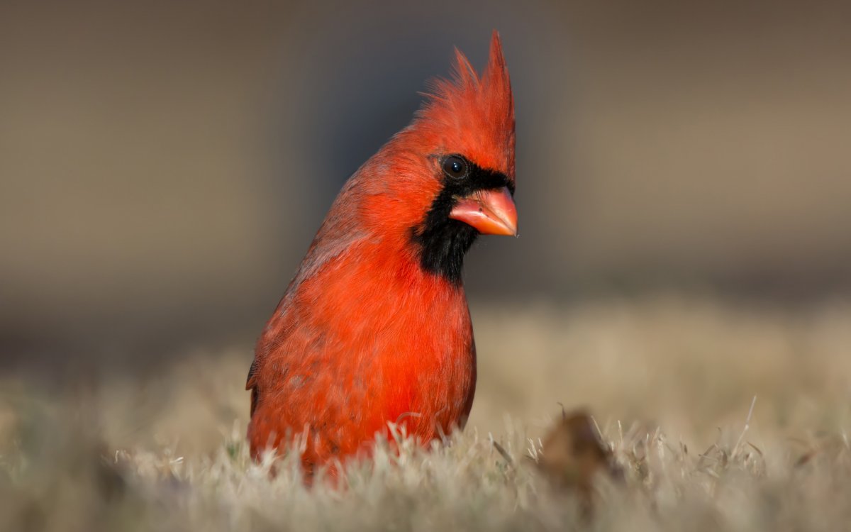 Попугай корелла