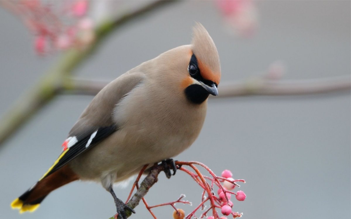Свиристель с хохолком