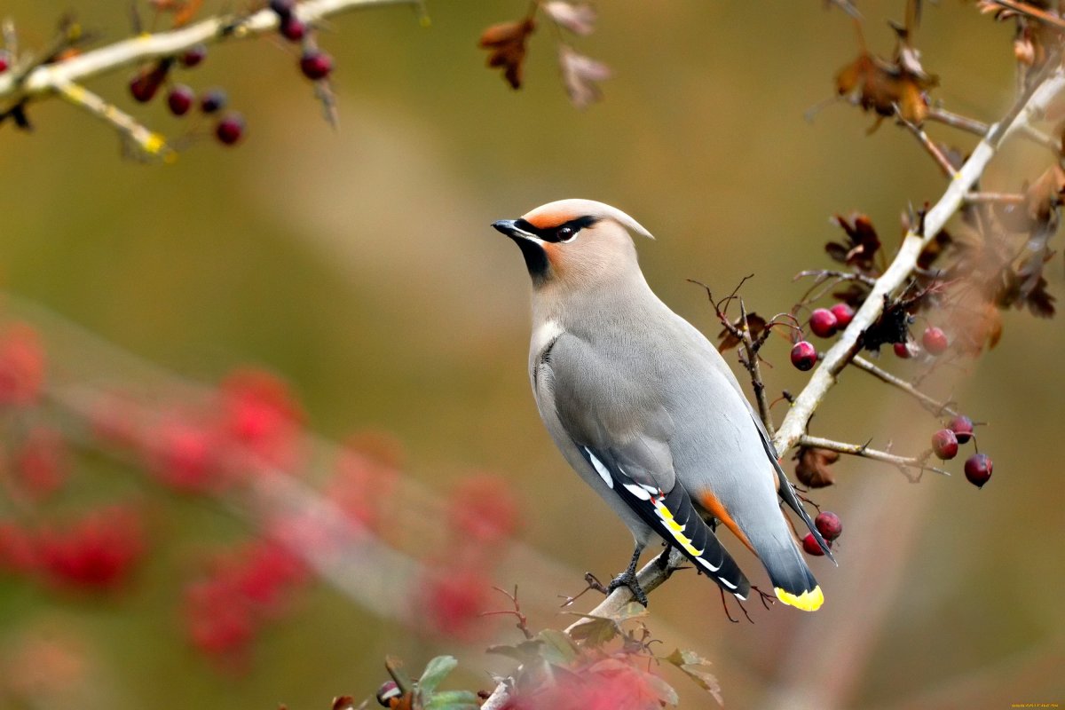 Птица с ирокезом Самарская область