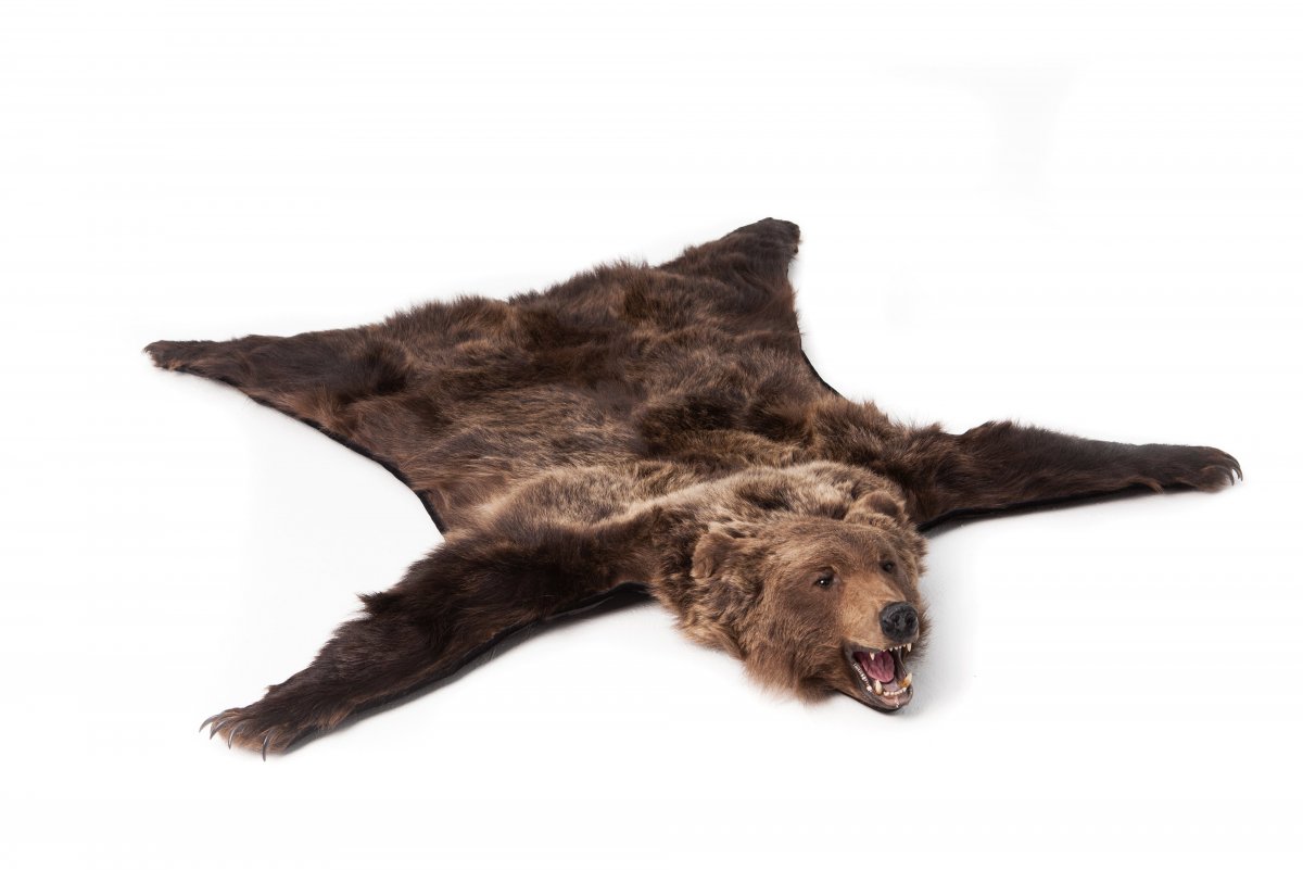 Искусственная шкура медведя с головой