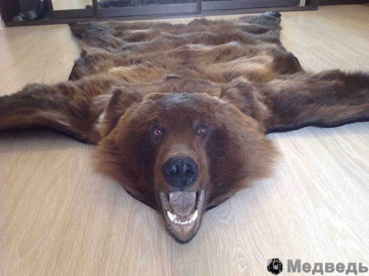 Шкура медведя