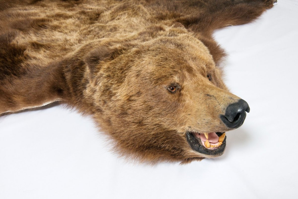 Шкура медведя