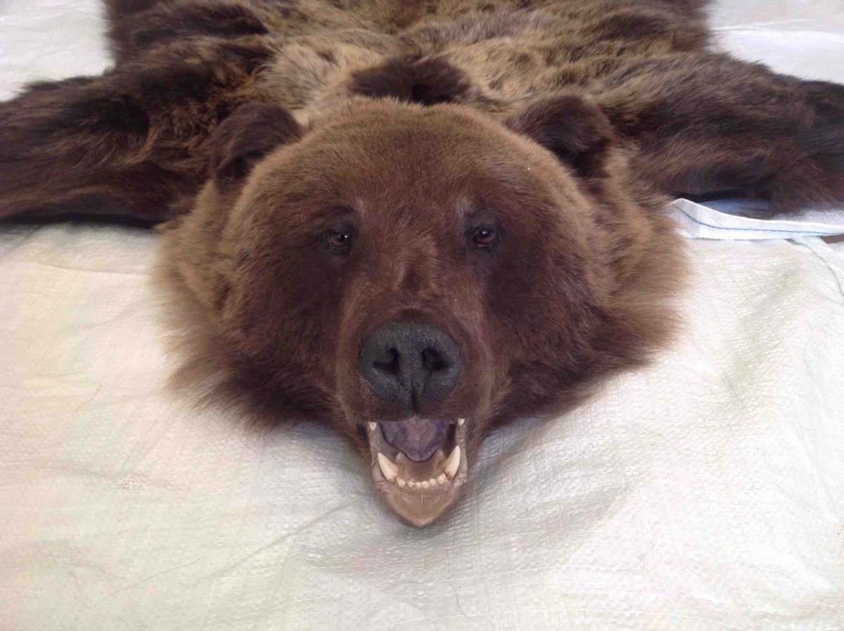 Искусственная шкура медведя с головой