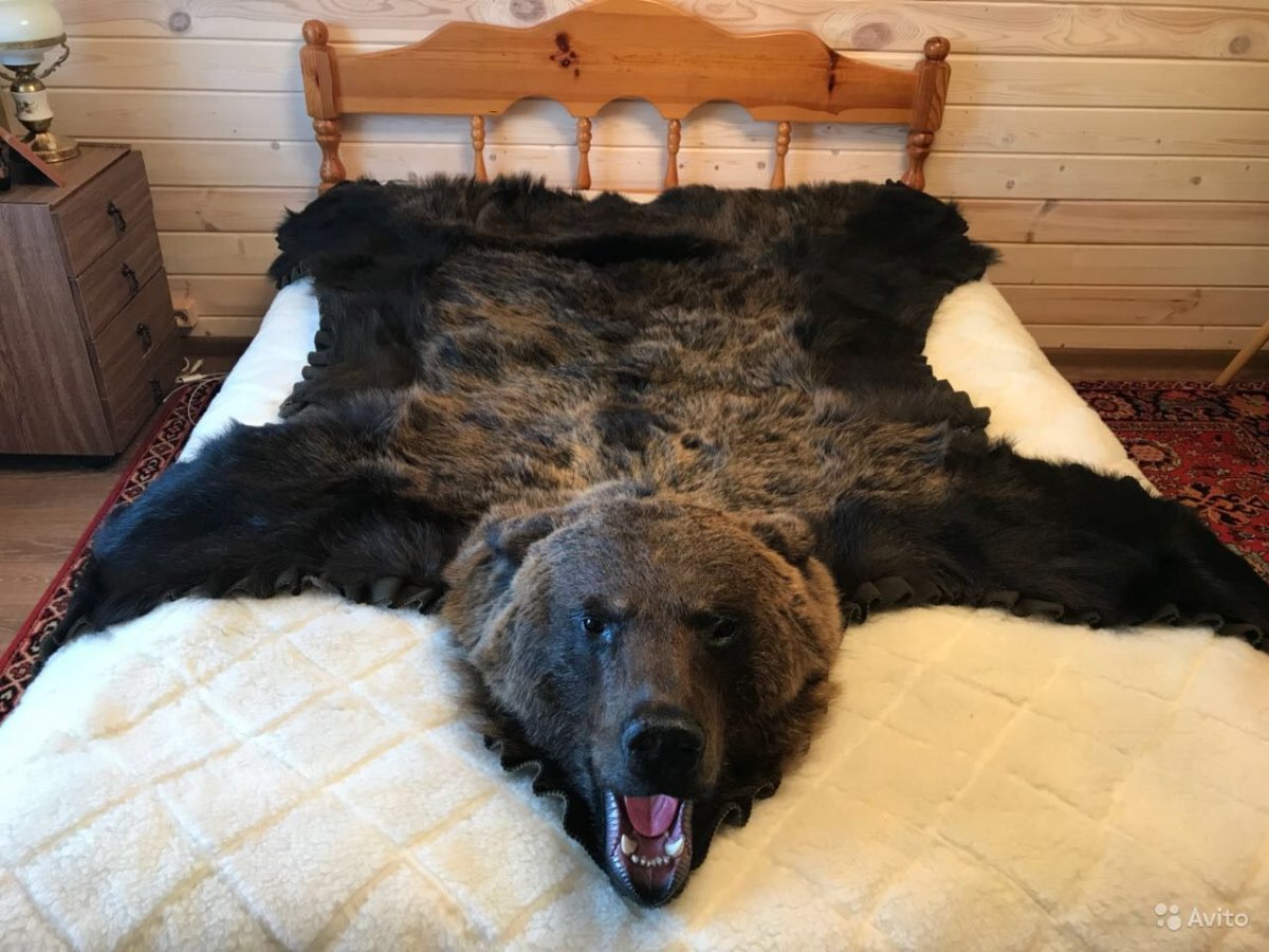 Огромная шкура медведя