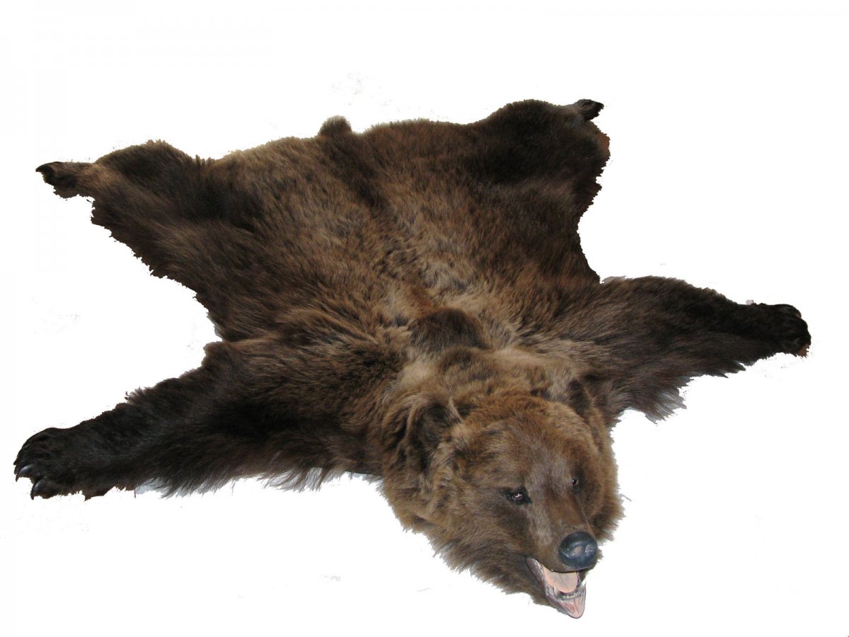 Ковер из медвежьей шкуры