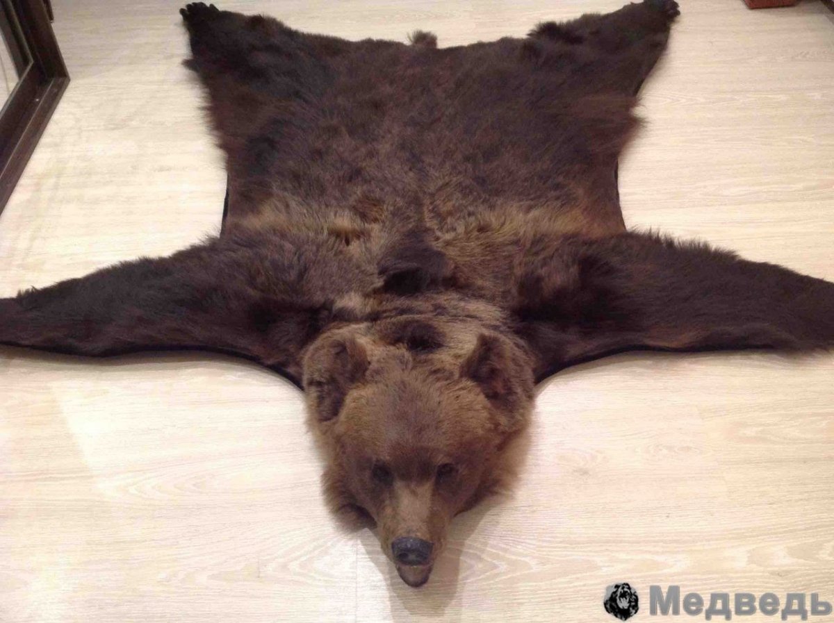 Шкура медведя