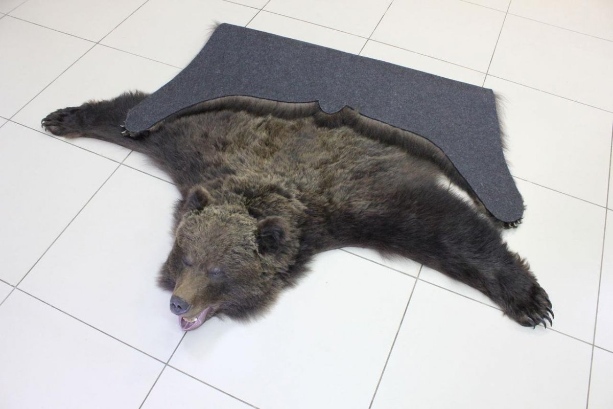 Медвежьи танцы в Румынии