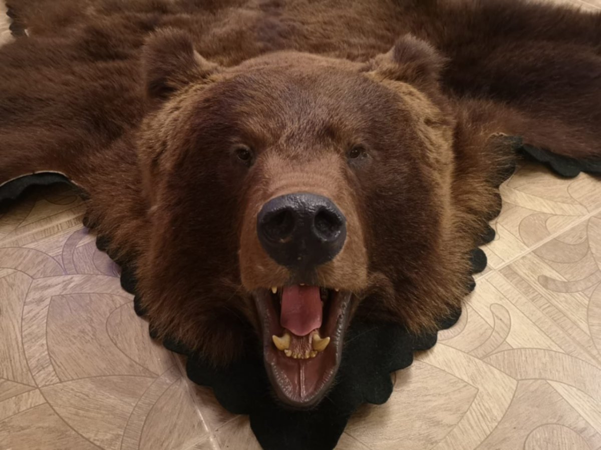 Шкурка медведя