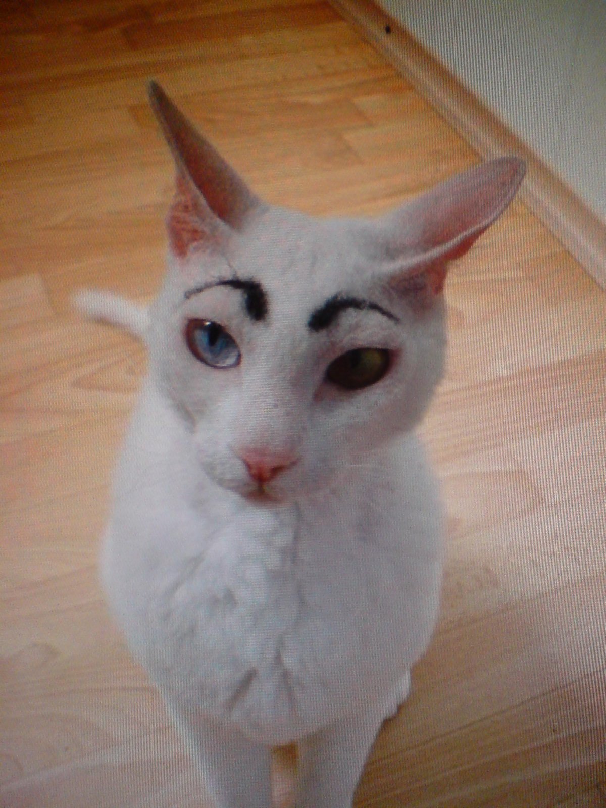 Накрашенная кошка