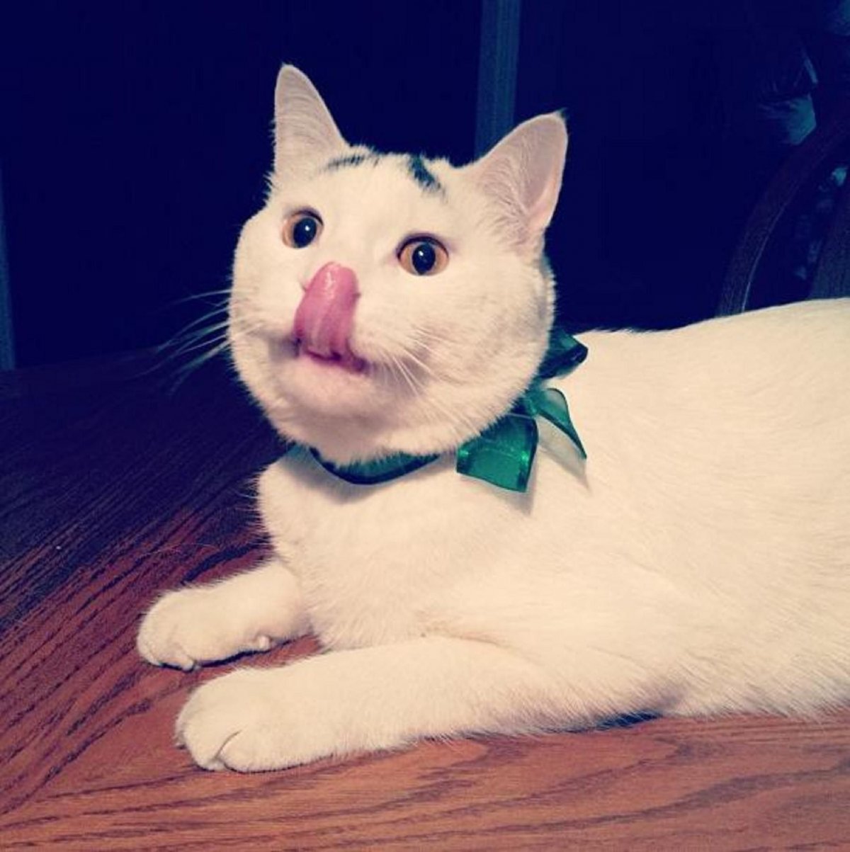 Кот с бровями