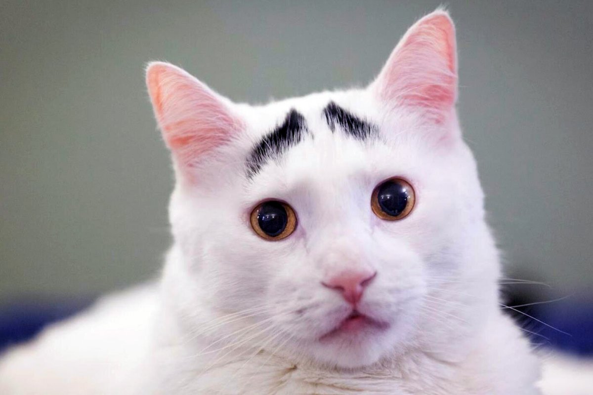 Котиковые брови