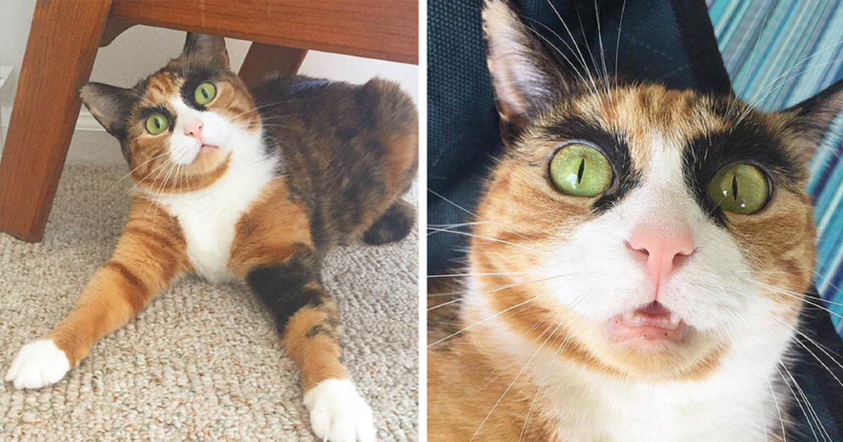 Накрашенный рыжий кот