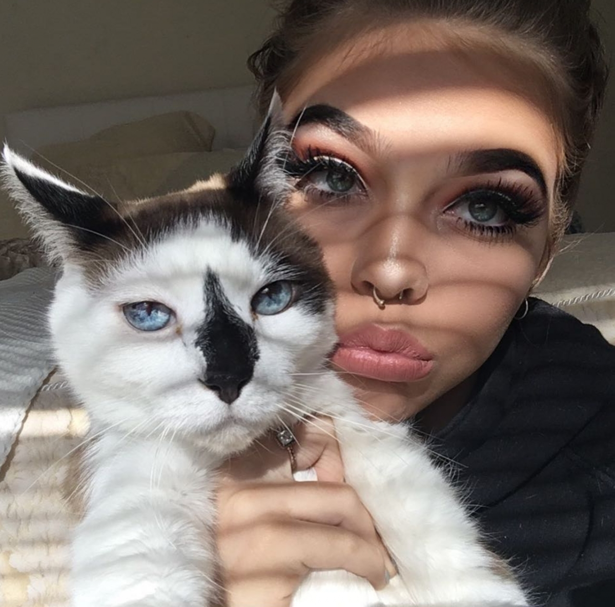 Кошки с круглыми ушами