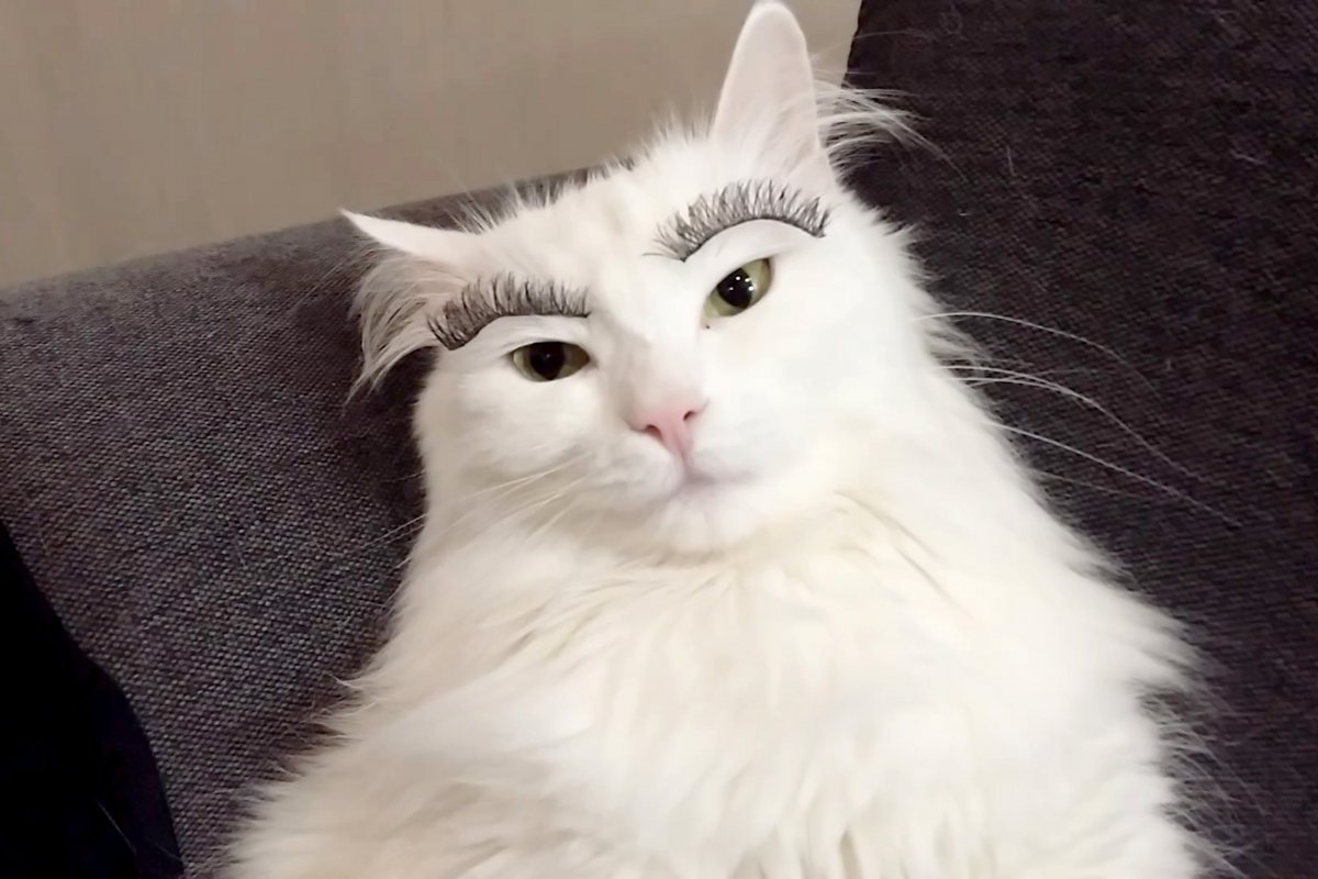 Собака с бровями