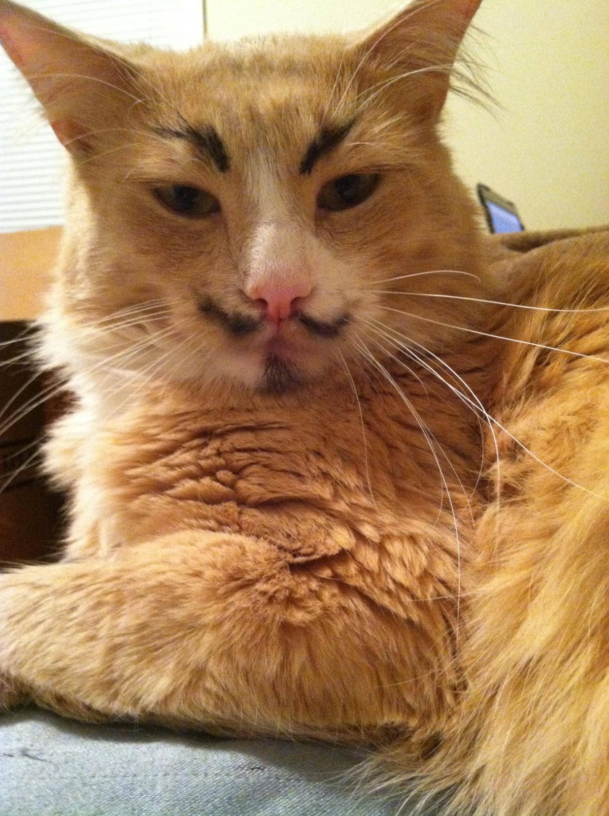 Необычные смешные коты