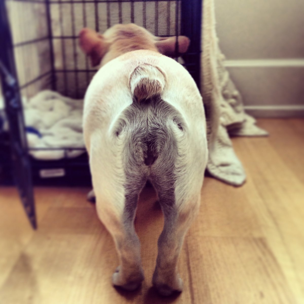 Маленькая лысая собачка