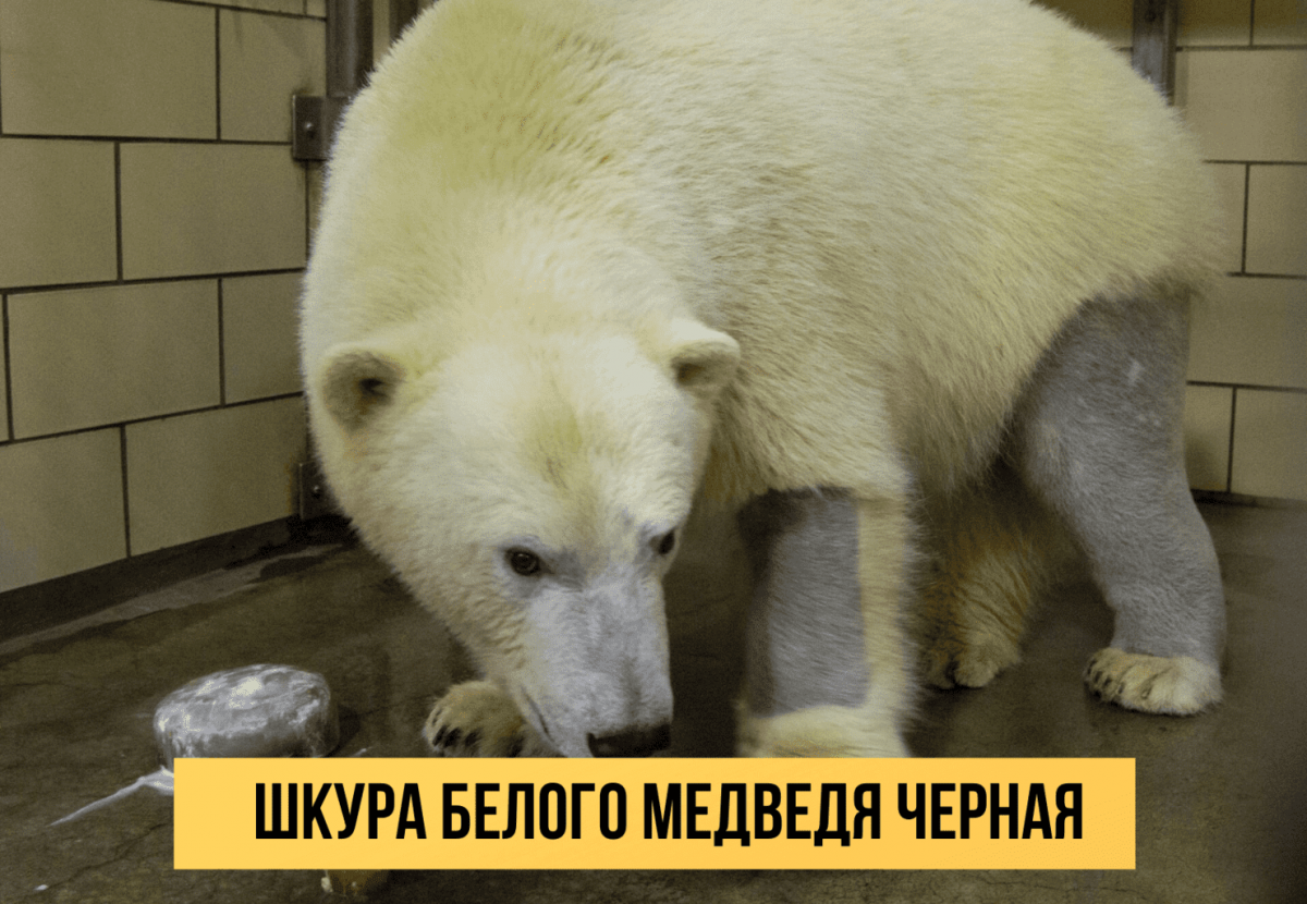 Девушка и медведь