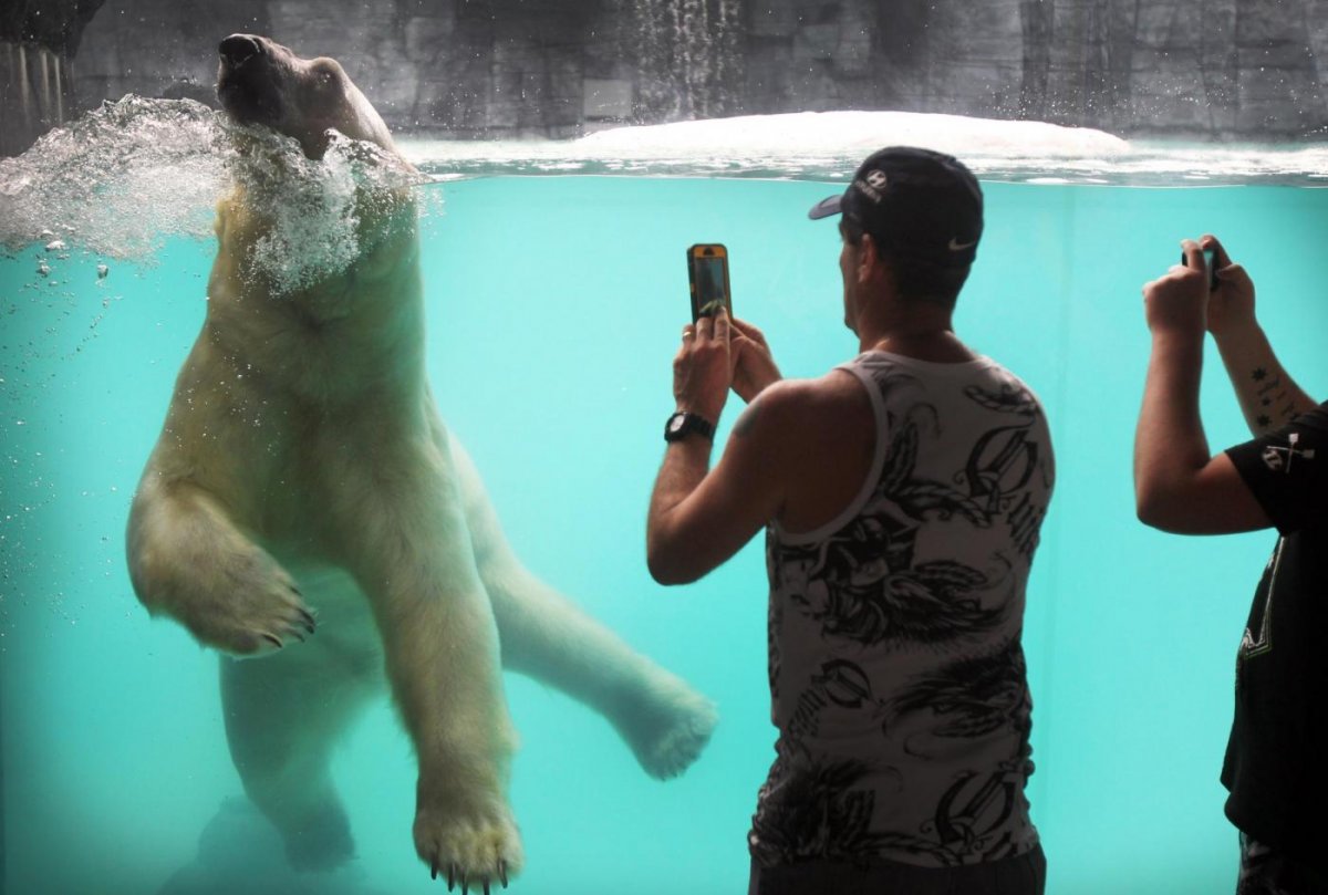 Крыса и вомбат