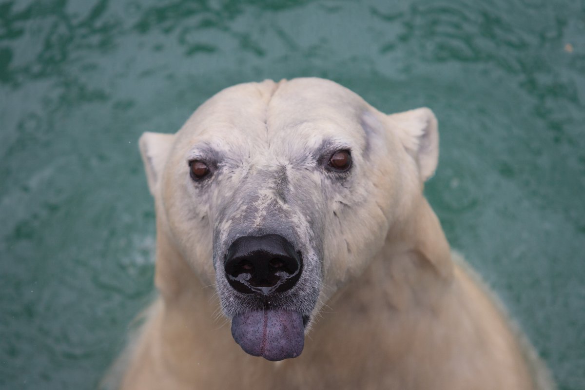 Торс шимпанзе