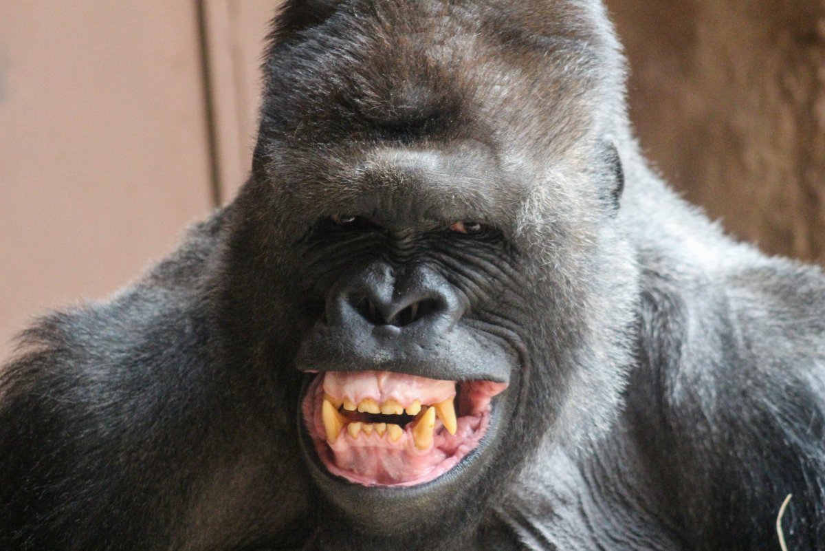 Лысая шимпанзе