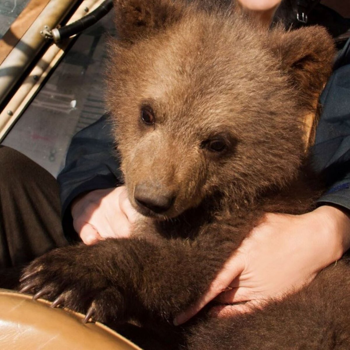 Мишка большой и машина