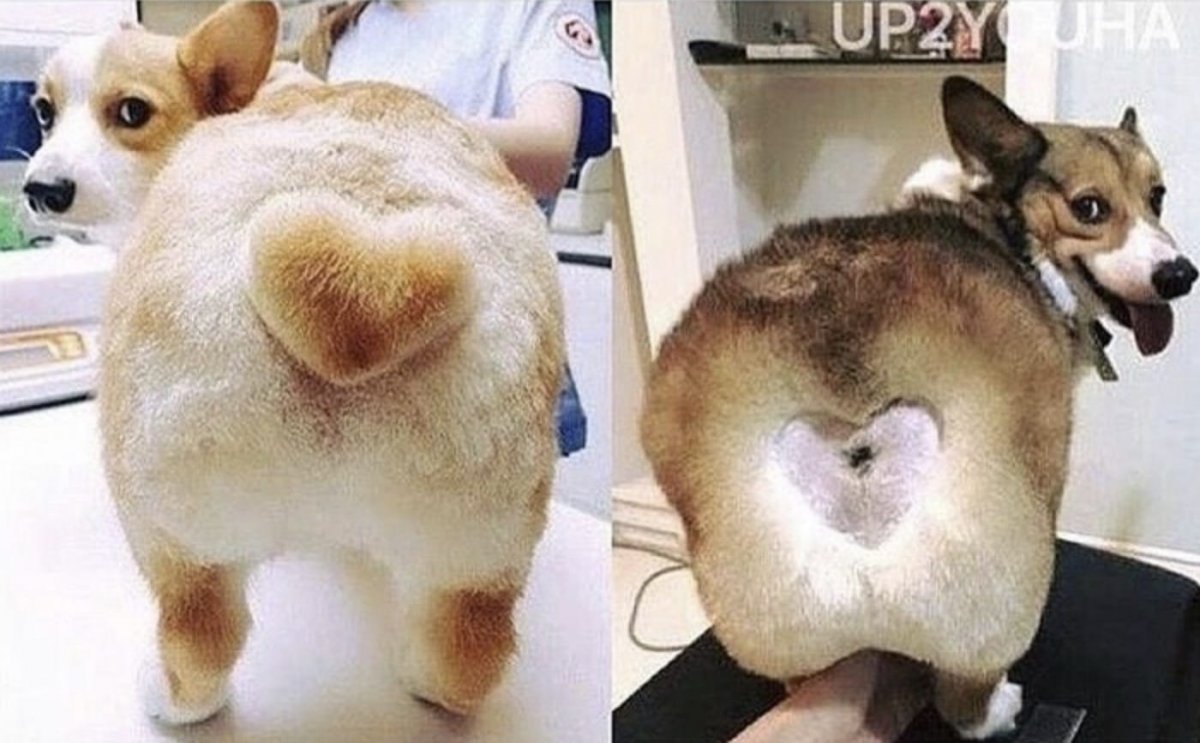 Лысый белый медведь без шерсти