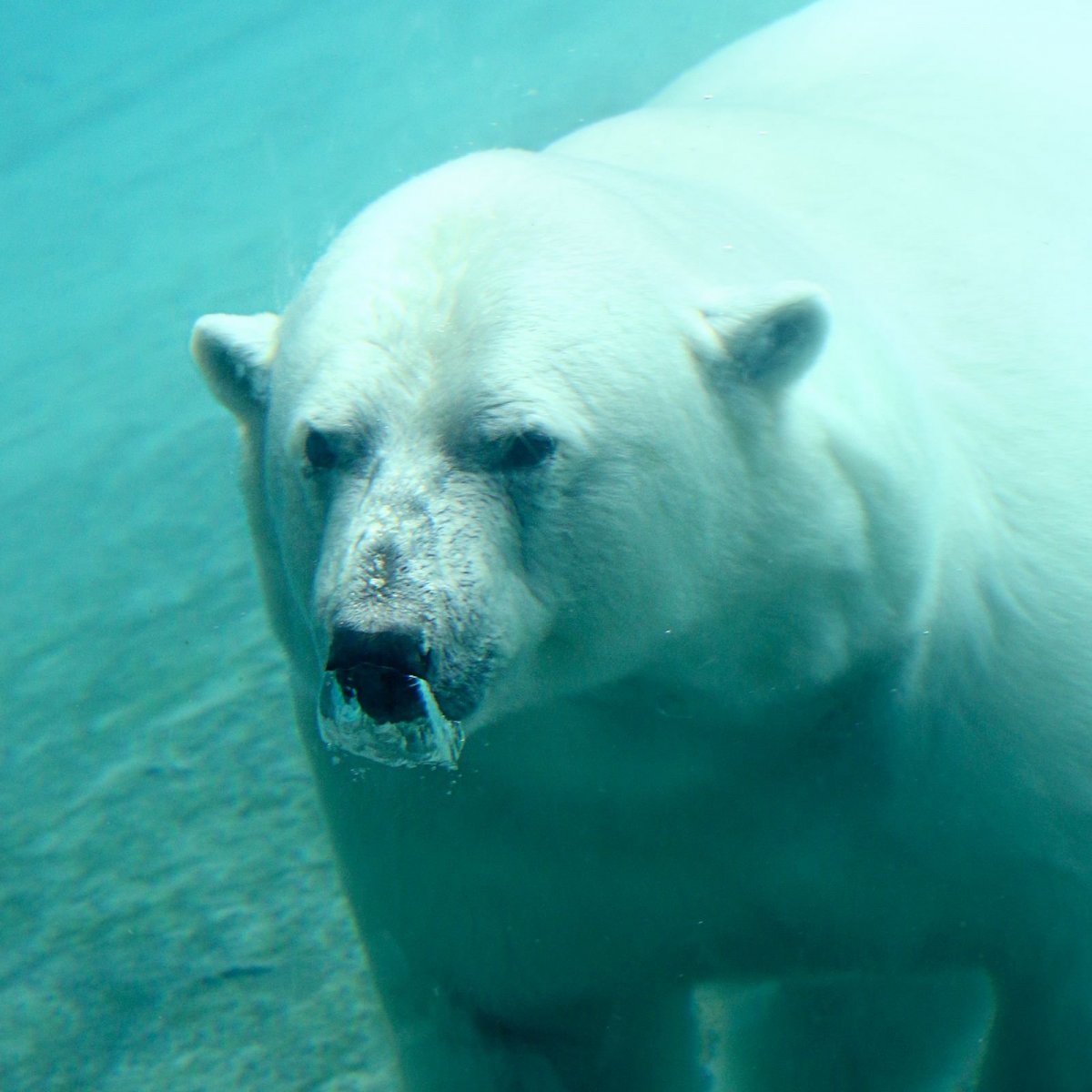 Идеи фотосессии с большим медведем