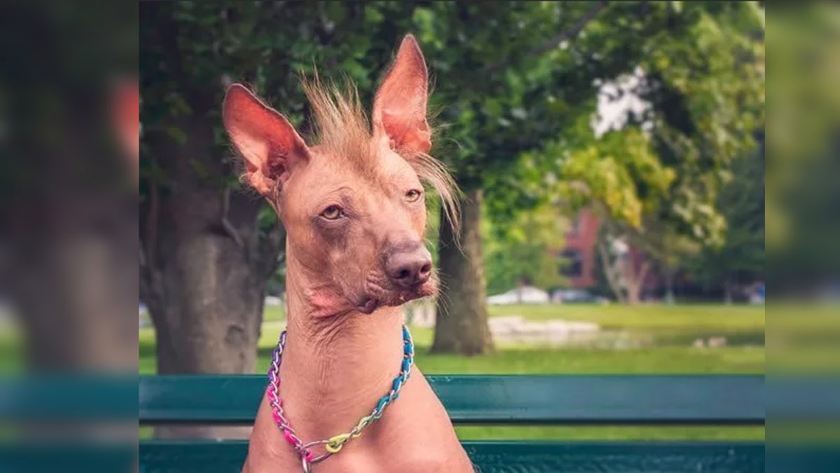 Бурый медведь без шерсти