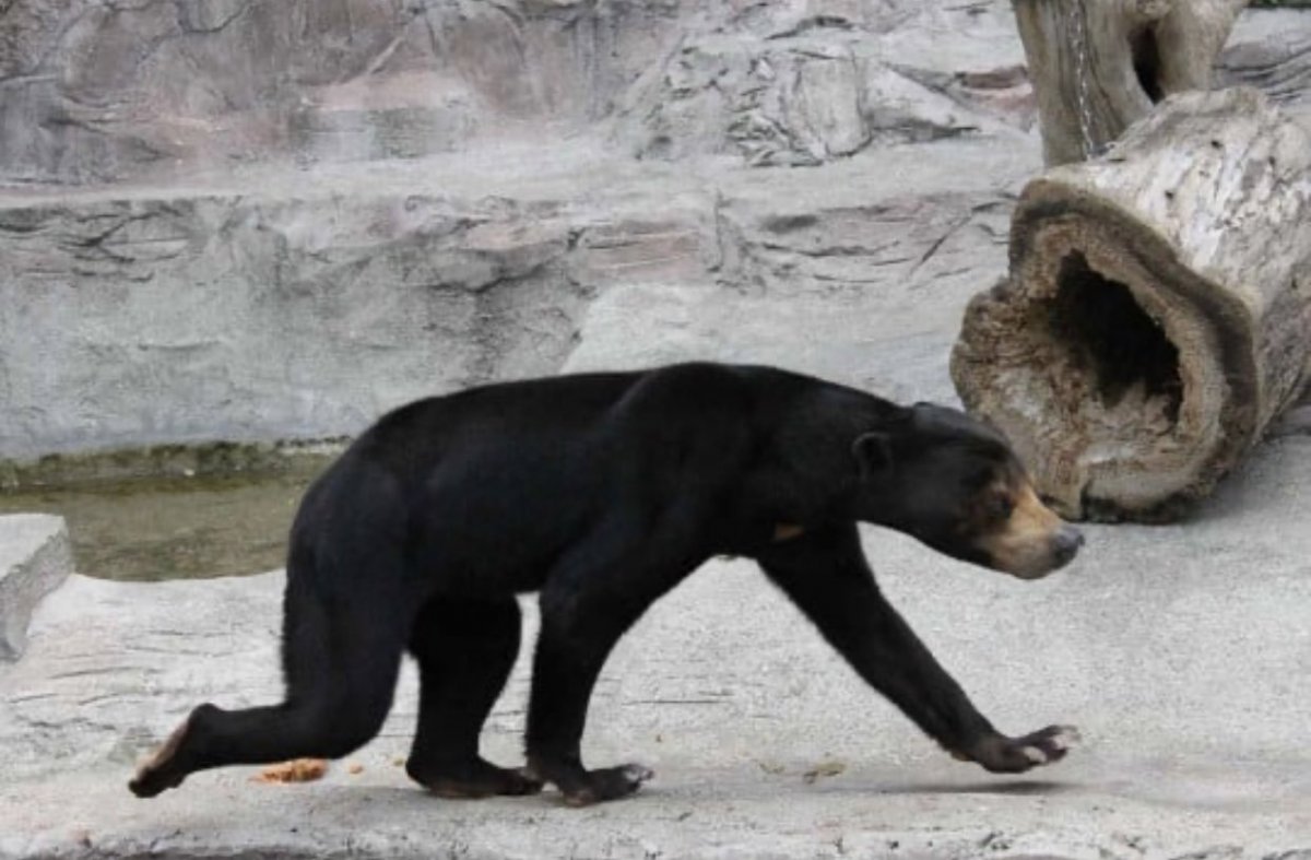 Нелепая борода