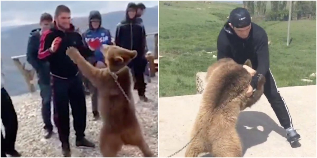 Малайский медведь похож на человека